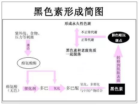 黑色素是什么？黑色素有什么作用及危害？